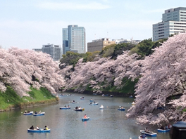 千鳥ヶ淵