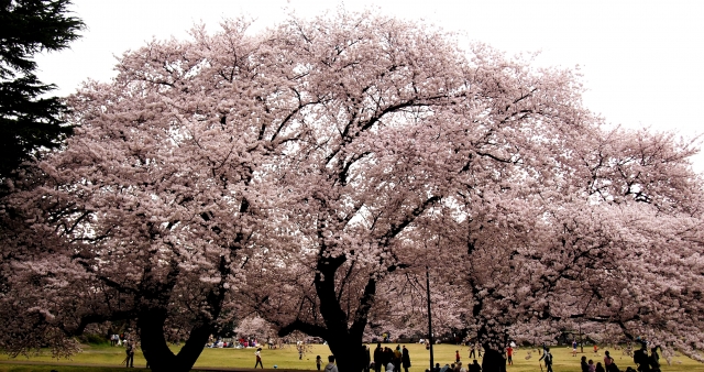 砧公園