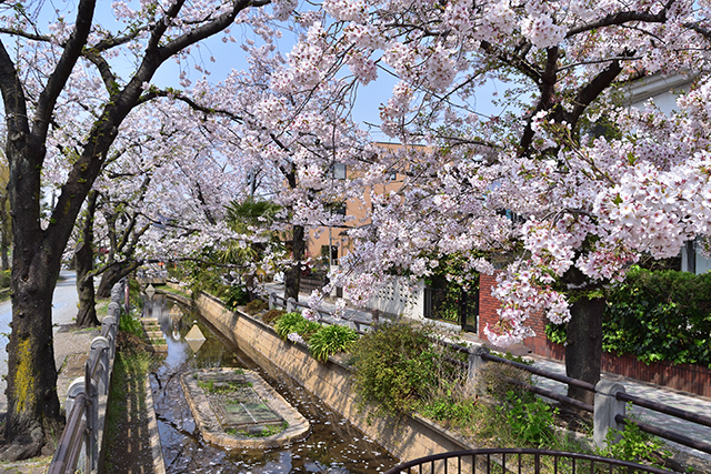 呑川親水公園