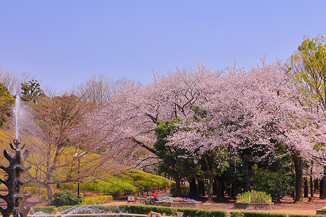 世田谷公園