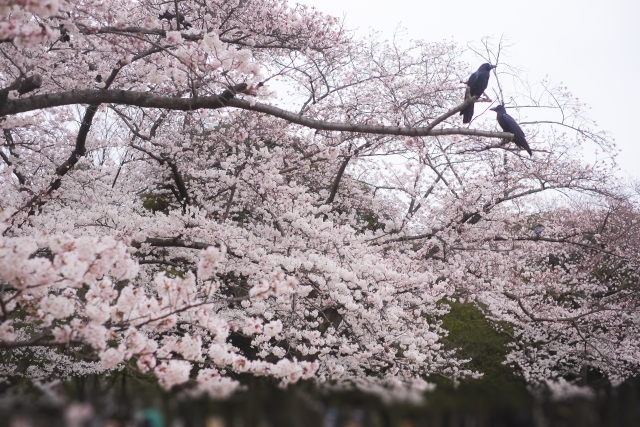 代々木公園